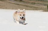 CORGI PEMBROKE 205